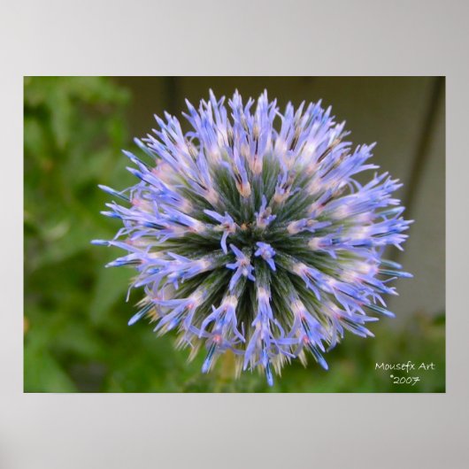 Globe Thistle Poster (Vorne)