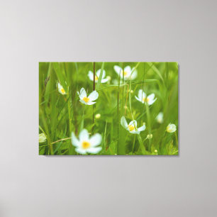 Globeblumen Leinwanddruck