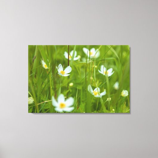 Globeblumen Leinwanddruck (Vorderseite)