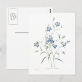 Glockenblume clochette postkarte (Vorne/Hinten)