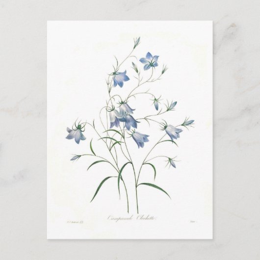 Glockenblume clochette postkarte (Vorderseite)