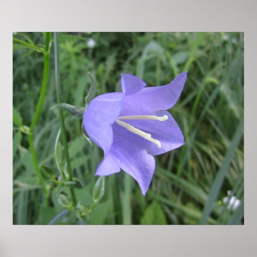 Glockenblume Poster (Vorne)