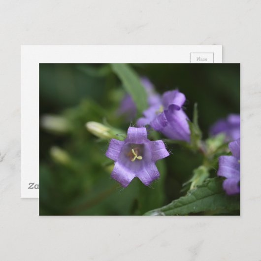 Glockenblume Postkarte (Vorne/Hinten)