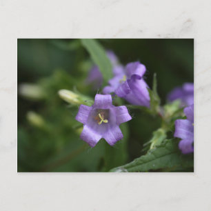 Glockenblume Postkarte