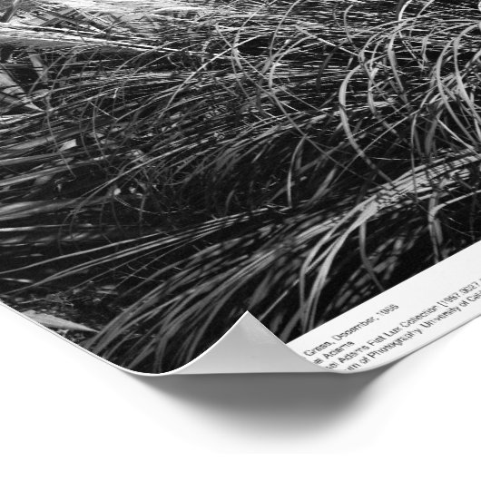 Glockenturm, Pampas Grass, Dezember 1966 Poster (Ecke)