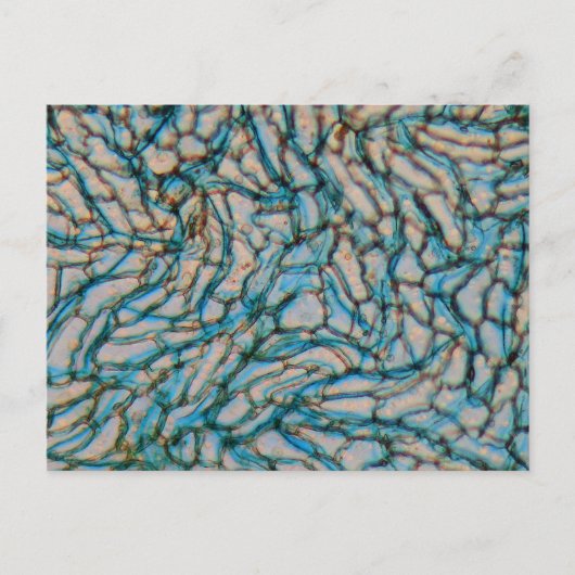 Glockenzellen unter dem Mikroskop Postkarte (Vorderseite)