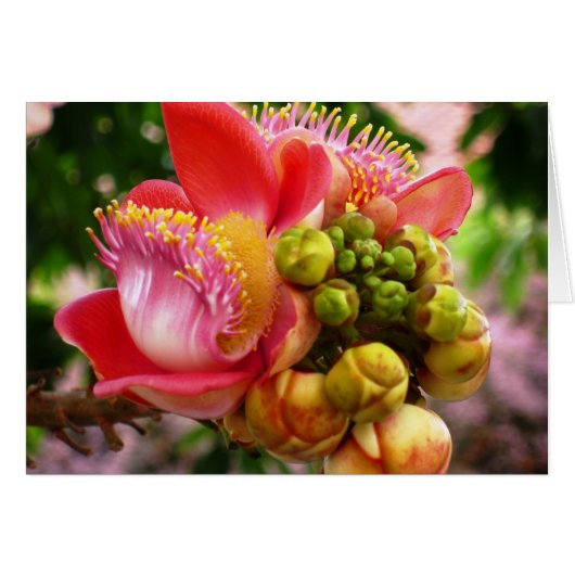 Glorious Buddha Blossom (Vorderseite (Horizontal))