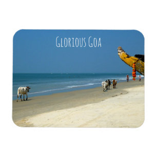 Glorious Goa - Kühe am Strand in South Goa Magnet