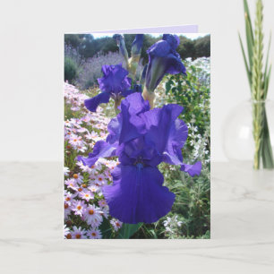 Glorious Lila Iris Foto Floral Geburtstagkarte Karte