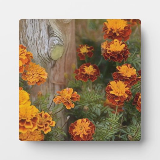 Glorious Marigolds Fotoplatte (Vorderseite)