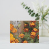 Glorious Marigolds Postkarte (Stehend Vorderseite)