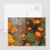 Glorious Marigolds Postkarte (Vorne/Hinten)