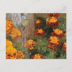 Glorious Marigolds Postkarte