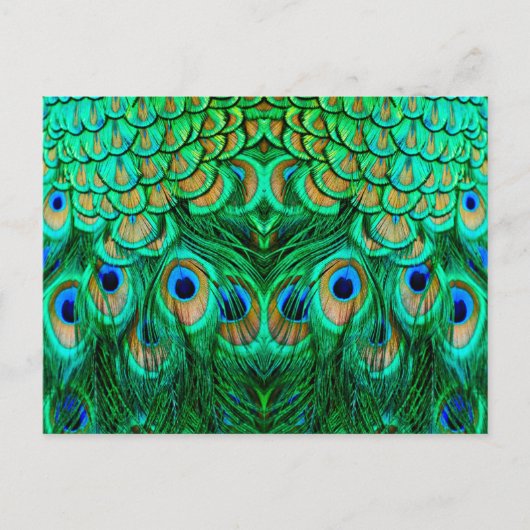 Glorious Peacock Feathers Postkarte (Vorderseite)