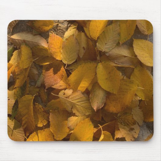 Glorreicher Herbst auf einem Mauspad (1) (Vorne)