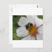 Glory Bee Postkarte (Vorne/Hinten)