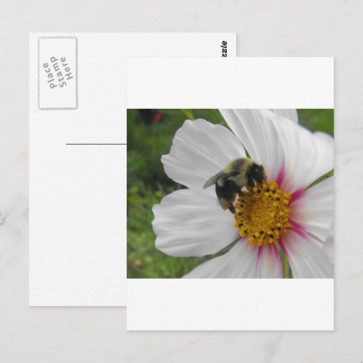 Glory Bee Postkarte (Vorne/Hinten)