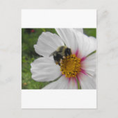 Glory Bee Postkarte (Vorderseite)