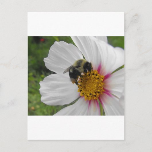Glory Bee Postkarte (Vorderseite)