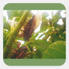 Glossenaufkleber für den Locust Country Square Quadratischer Aufkleber