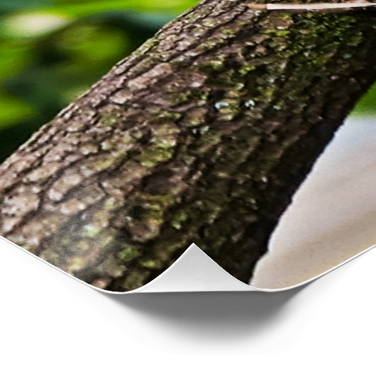 Glossenposter von Red Macaw Wall Poster (Ecke)