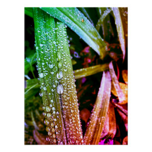 Glosses Poster, Farbreife auf Blätter. Poster
