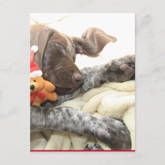Glossy Grizzy Christmas Pointer Feiertagspostkarte (Vorderseite)