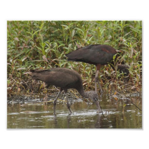 Glossy Ibis Fotodrucken Fotodruck