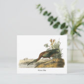 Glossy Ibis, John Audubon Postkarte (Stehend Vorderseite)
