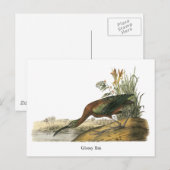 Glossy Ibis, John Audubon Postkarte (Vorne/Hinten)