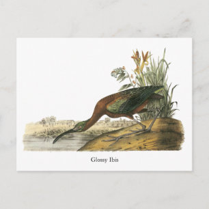 Glossy Ibis, John Audubon Postkarte