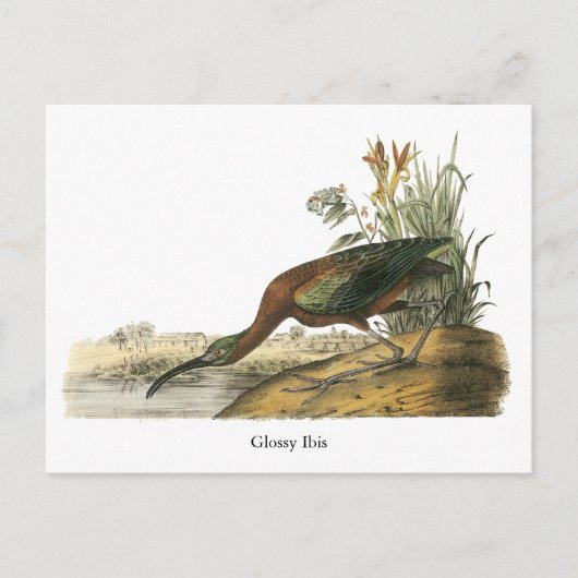 Glossy Ibis, John Audubon Postkarte (Vorderseite)