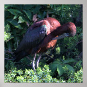 Glossy Ibis Poster (Vorne)