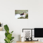 Glossy Ibis Poster (Heimbüro)