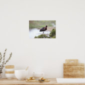 Glossy Ibis Poster (Küche)