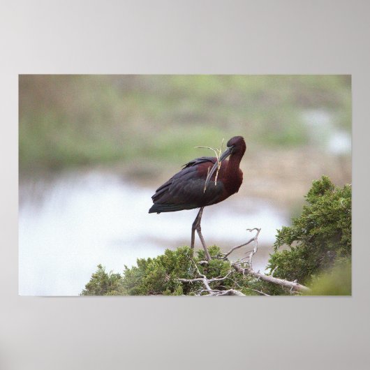 Glossy Ibis Poster (Vorne)