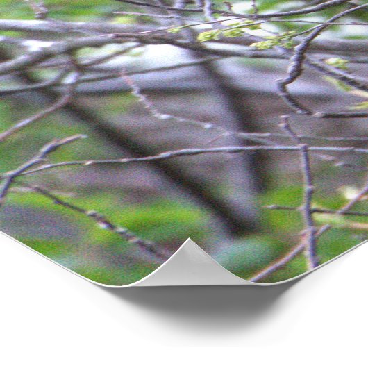 Glossy Ibis Poster (Ecke)