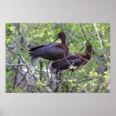 Glossy Ibis Poster (Vorne)