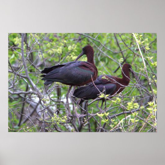 Glossy Ibis Poster (Vorne)