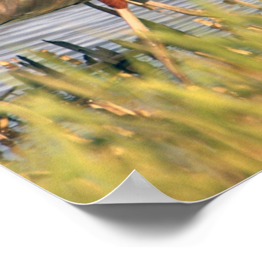 Glossy Ibis Poster (Ecke)