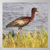 Glossy Ibis Poster (Vorne)