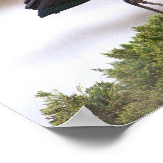 Glossy Ibis Poster (Ecke)