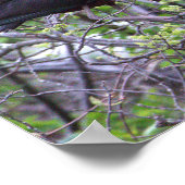 Glossy Ibis Poster (Ecke)