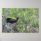 Glossy Ibis Poster (Vorne)
