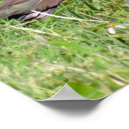 Glossy Ibis Poster (Ecke)