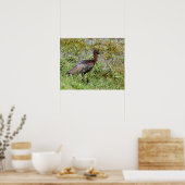 Glossy Ibis Poster (Küche)