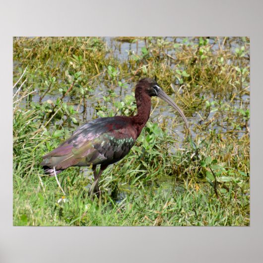 Glossy Ibis Poster (Vorne)