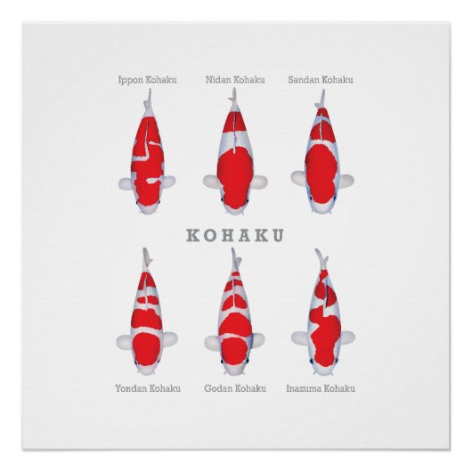 Glossy Poster Kohaku Carp Collection (Vorderseite)