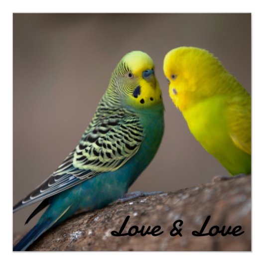 Glossy Poster Liebe Schwarzer Farbtext Vogelbild (Vorderseite)