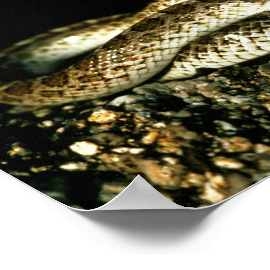 Glossy Snake Poster (Ecke)